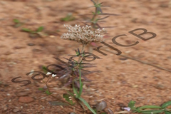 Polycarpaea corymbosa